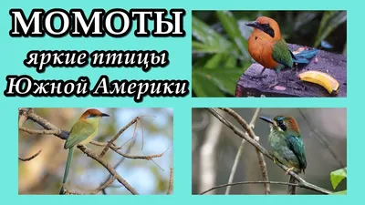 Птицы Toco Toucan Южной Америки Стоковое Изображение - изображение  насчитывающей померанцово, привод: 189542713