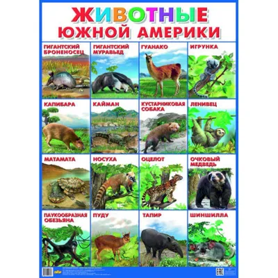 Животные Южной Америки | Silly animals, Animals of the world, Animals