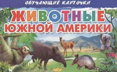 Иллюстрация 1 из 22 для Карточки. Животные Южной Америки | Лабиринт -  книги. Источник: Лабиринт