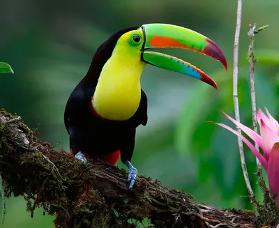 Самая удивительная птица из Южной Америки