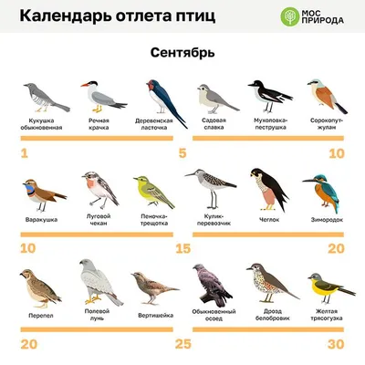 В Синичкин день в Ивановской области стартовал конкурс по подкормке птиц |  13.11.2020 | Новости Пестяков - БезФормата