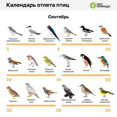 Определитель московских птиц: от дрозда до зеленой пересмешки - МК