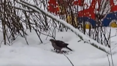 Птицы по четвергам. Желтоголовый королёк