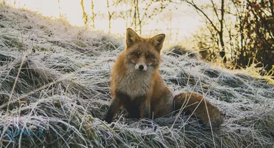 Ивановские птицы оказались под прицелами фотокамер