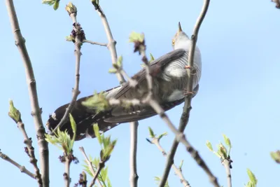 Начало ранней миграции птиц на Куршской косе | Куршская Коса - национальный  парк