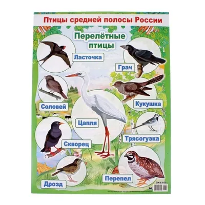 В Калининграде впервые издали атлас местных птиц - Животные - Афиша  Калининграда - Новый Калининград.Ru