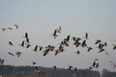 В национальном парке под Калининградом справят Международный день птиц |  Куршская Коса - национальный парк