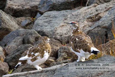 Птицы Камчатки - Охрана природы Камчатки - Камчатский форум \"Я люблю  Камчатку – I love Kamchatka\"