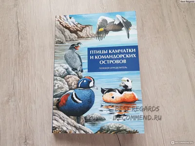 Камчатка расправляет крылья» | 04.04.2021 | Новости Петропавловск- Камчатского - БезФормата