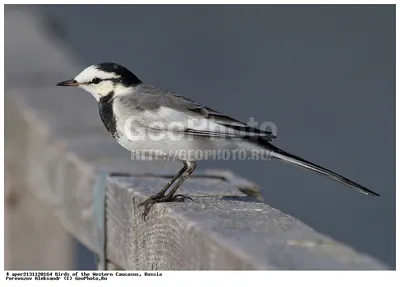 Фотография Камчатская трясогузка (Motacilla lugens) Птицы Камчатки |  Фотобанк ГеоФото/GeoPhoto | GetImages Group