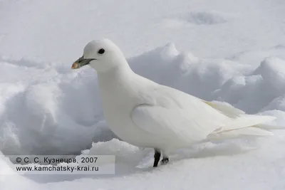 Птицы в культуре народов Камчатки — Командорский