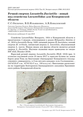 Презентация на тему: \"Птицы Кемеровской области.. Кедровка Утка  Клёст-еловик Гуси.\". Скачать бесплатно и без регистрации.