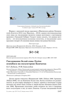 Птицы лесов Кемеровской области. Дрозд- рябинник - презентация онлайн
