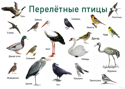Красивых птиц увидели в одном из дворов столицы Хакасии