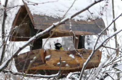 Кроншнепы прилетели на заповедное озеро Хакасии. Видео