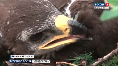 Пара редких чёрных аистов попала в объектив в Хакасии - Новости РГО