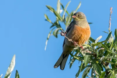Новости Хакасии - Жителей Хакасии призывают помочь птицам пережить зиму