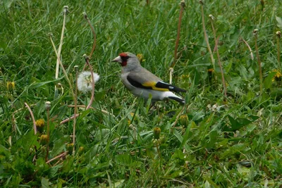 Зяблик (Fringilla coelebs). Птицы Сибири.