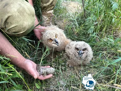 Общий Kestrel, Tinnunculus Falco, маленькие хищные птицы сидя на стволе  дерева, Германии Птицы в среду обитания природы Общий Ke Стоковое  Изображение - изображение насчитывающей перо, природа: 75950037