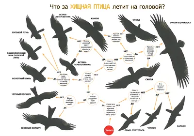 Схема-определитель хищных птиц | Эскизы животных, Хищные птицы, Животные
