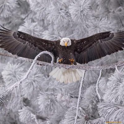 Одни из самых красивых хищных птиц в мире | Планета земля | Дзен