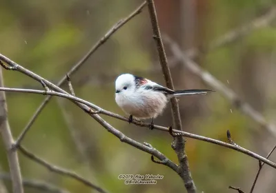 Птицы хмао фото фотографии