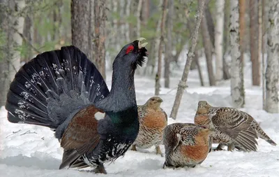 Зимующие птицы Ханты-Мансийска и его окрестностей | ВКонтакте