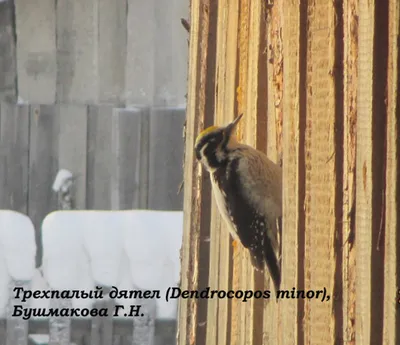 Покормите птиц зимой | Государственный природный заповедник Малая Сосьва