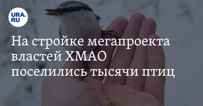 Птицы средней полосы зимой - картинки и фото poknok.art