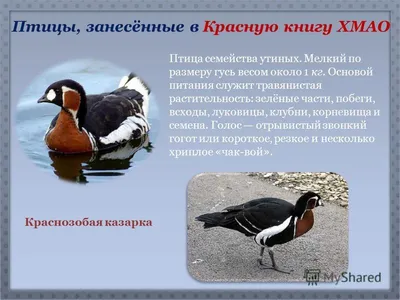 Югорчане приютили серого фламинго, оставшегося на севере из-за изменения  климата - 27 ноября 2023 - 86.ru