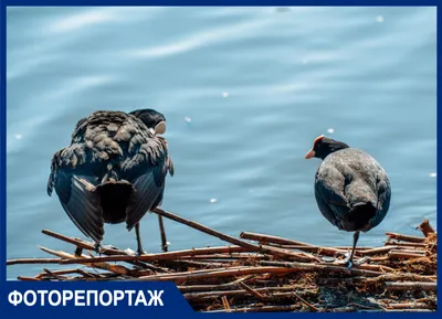 Портрет джей в лесу. Птица в лесу осени Стоковое Фото - изображение  насчитывающей портрет, напольно: 198323748