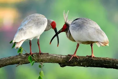В Китае сохранили редкую птицу, которая была на грани вымирания -  Российская газета