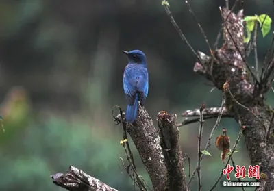 Самая красивая птица Китая» строит здесь свои гнезда! (3)