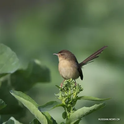 Самая красивая птица Китая» строит здесь свои гнезда! (9)