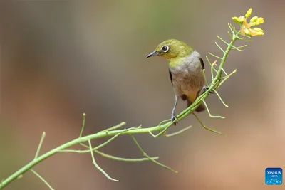Фотофакт. 47 новых видов птиц обогатили биоразнообразие национального  заповедника в Китае