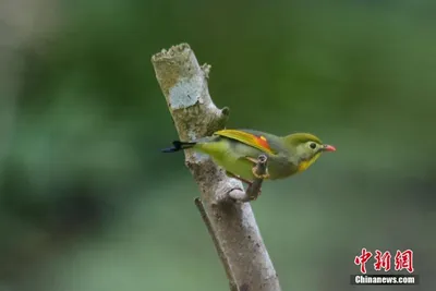 Редкая птица была впервые замечена в Китае - АЗЕРТАДЖ