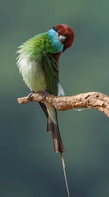 Птицы, обитающие в парке Сиху на востоке Китая