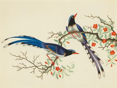 Самая красивая птица Китая» строит здесь свои гнезда! (10)