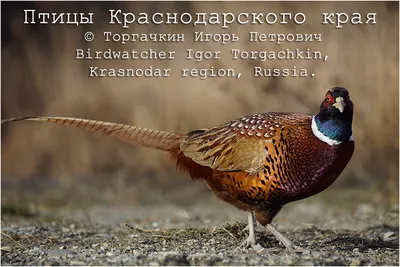 Птицы краснодарского края фото фотографии