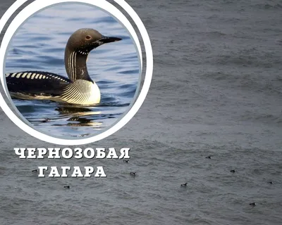 Птицы Карачаево-Черкесии их виды и расселение