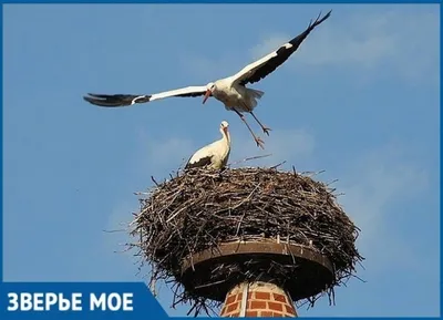 Деревенская ласточка или ласточка-касатка (Hirundo rustica) | Дикий Юг