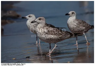 Водоплавающие птицы белого моря - 59 фото