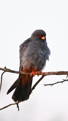 Перелетные птицы крыма - 63 фото