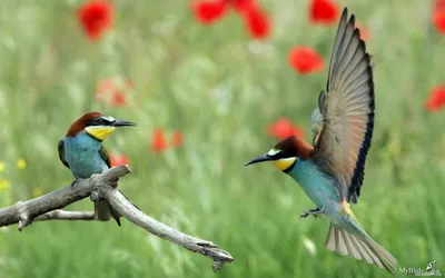 Заповедный мир крымских птиц - Крым загадочный - ЦБС для детей г.  Севастополя