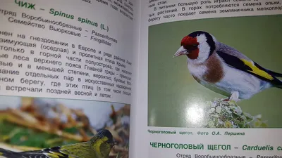 Сапсан - самая быстрая птица Крыма