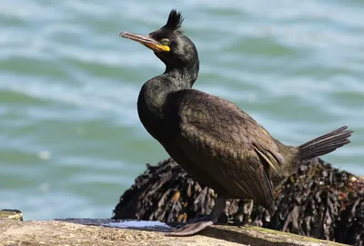 На берегу Керченского пролива оккупированного Крыма заметили десятки  мертвых водоплавающих птиц