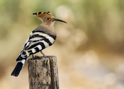 Сойка (Garrulus glandarius). Птицы Европейской России.