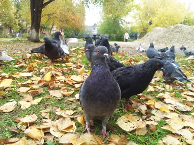 Учет численности гусей во время весеннего и осеннего пролета в Курганской  области - Департамент гражданской защиты, охраны окружающей