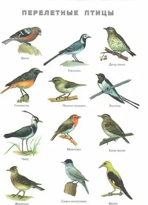 Птицы Курганской области - фото с названиями и описанием