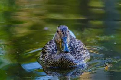 Birds of Russia and Crimea | Птицы России и Крыма's Journal · iNaturalist